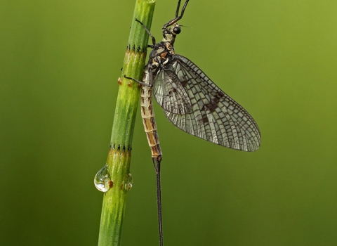 Mayfly on a horsetail stem by Jon Hawkins Surrey Hills Photography